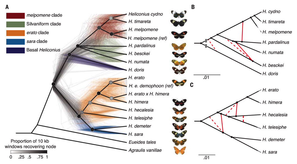 Butterflies Show Species Are Not Isolated Harvard Magazine